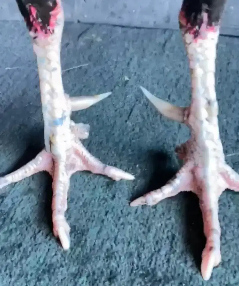 Ayam Bangkok Khoytrad Brutal
