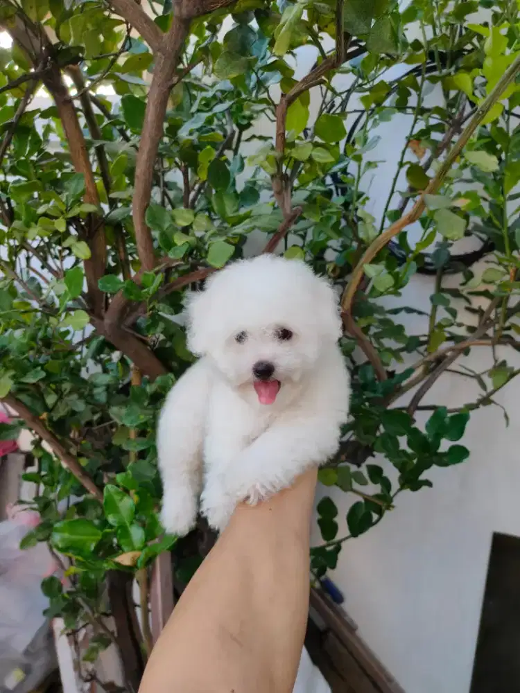 Bichon frise jantan cakep