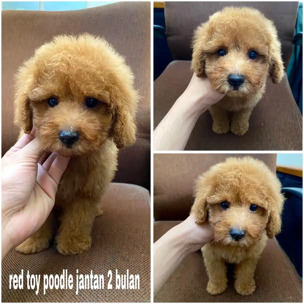 Red toy poodle jantan