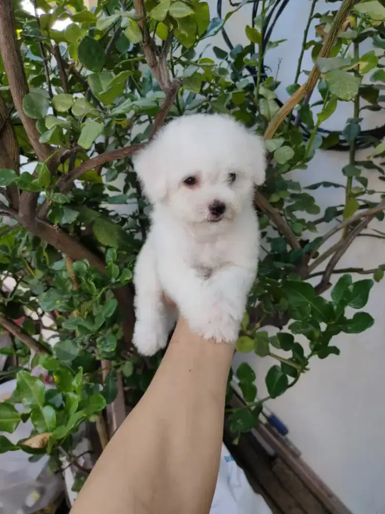 Bichon frise betina cantik