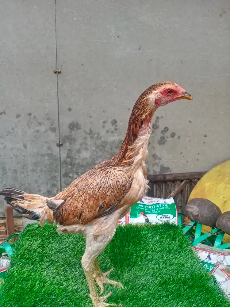 Ayam Bangkok/biang/babon/betina pakoy manideng MIX GANOY 17 YORK