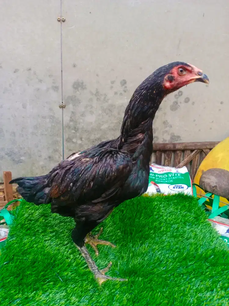 Ayam Bangkok/biang/babon/betina pakoy manideng MIX GANOY 17 YORK