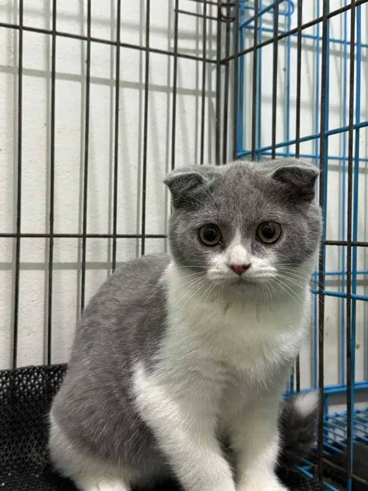 Kucing scotishfold pure rusia