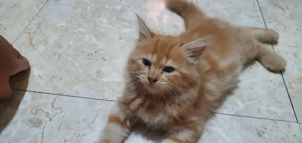 Kucing persia kitten