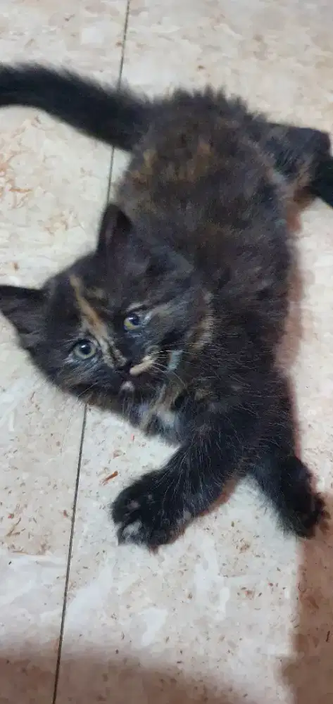 Kucing persia kitten