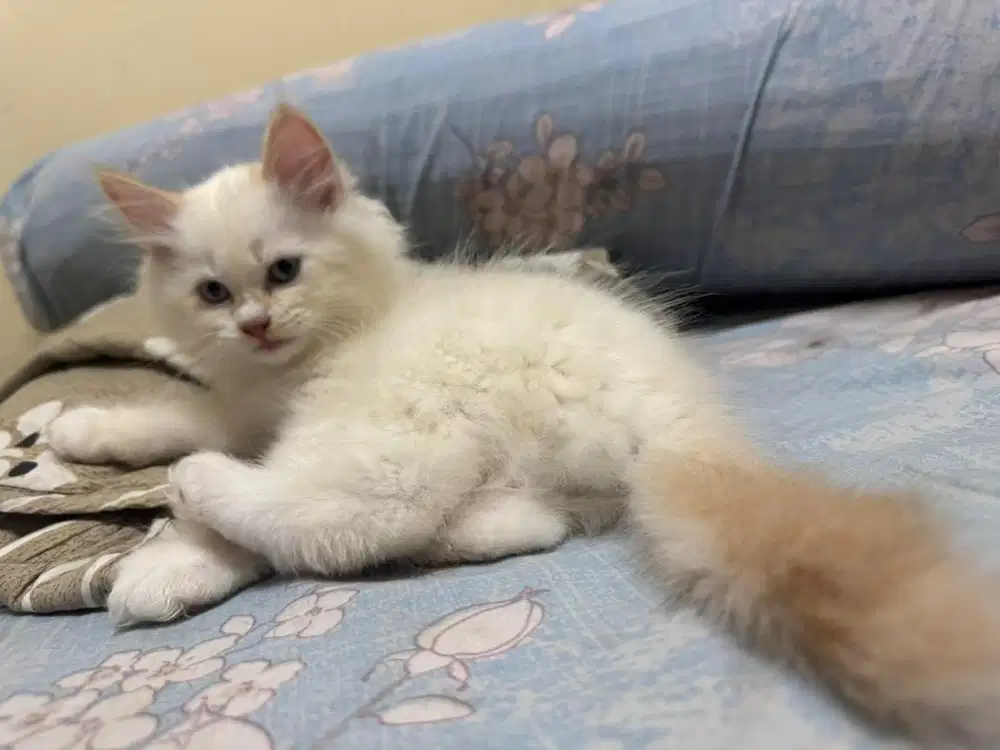 kitten anggora x maincoone