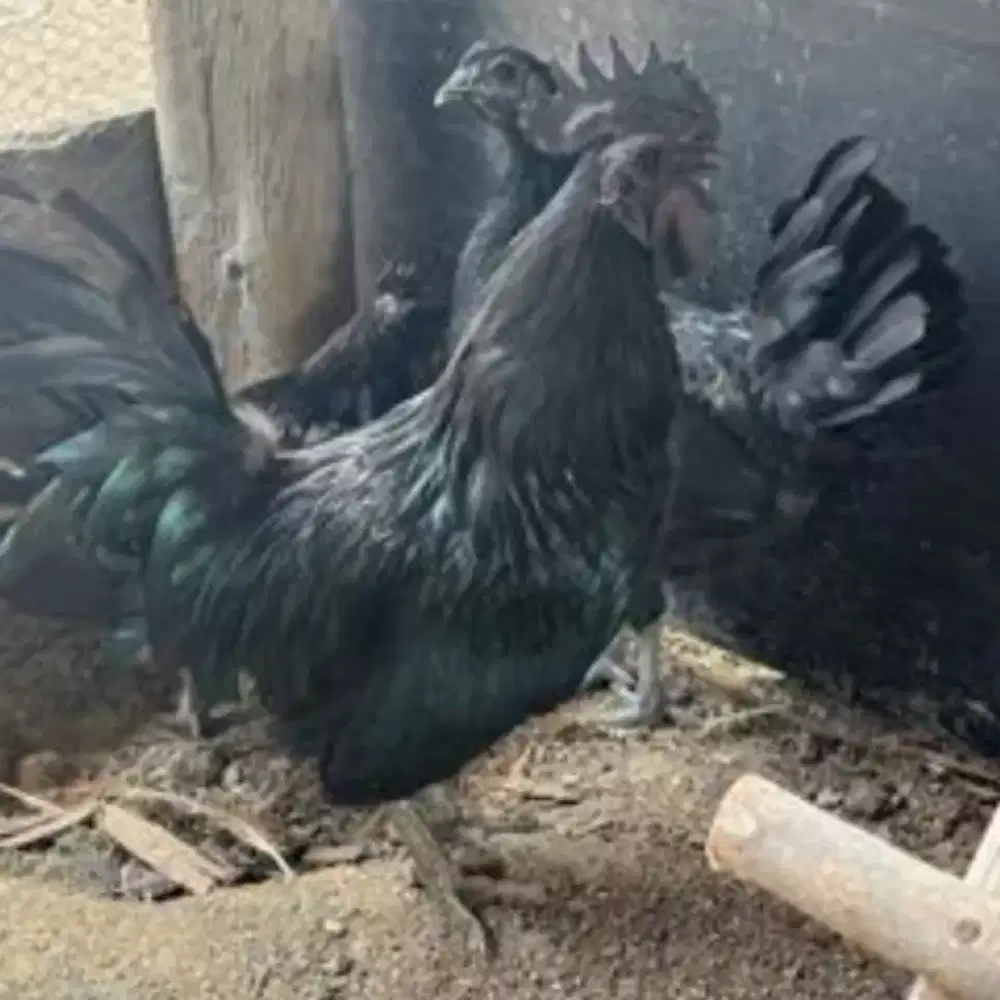 Di jual Spasang indukan Ayam Cemani siap ternak lidah abu2