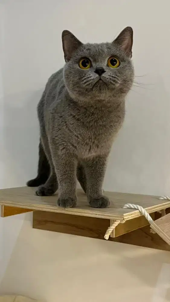 British shorthair