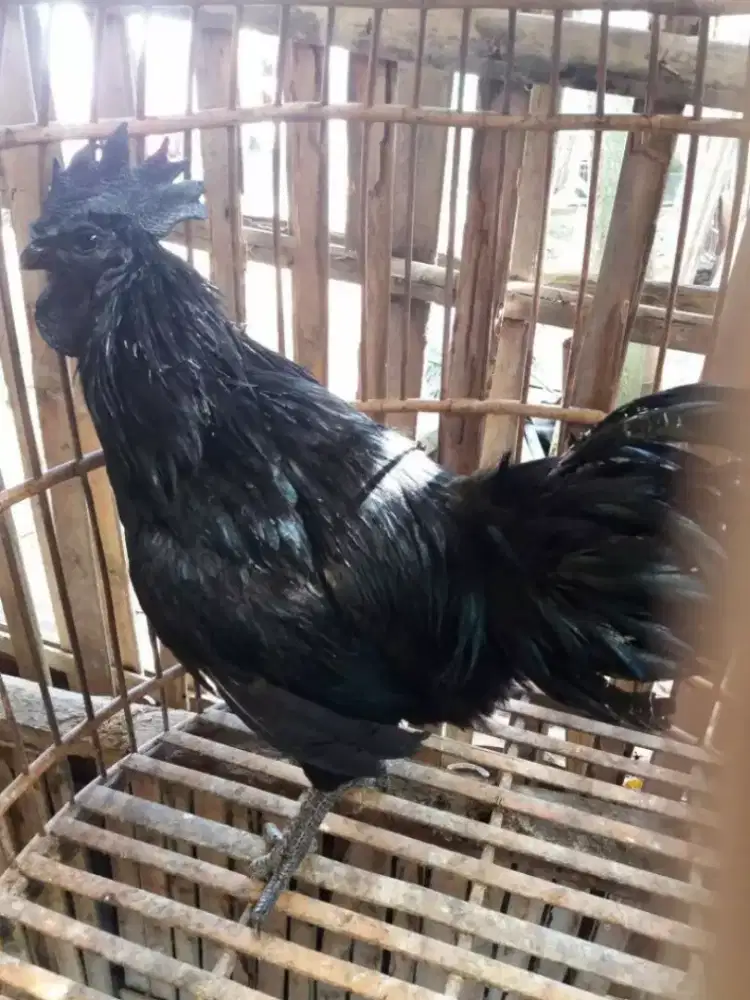 Di jual cepat Ayam cemani jago Dwasa siap jadi pacek harga murah aja