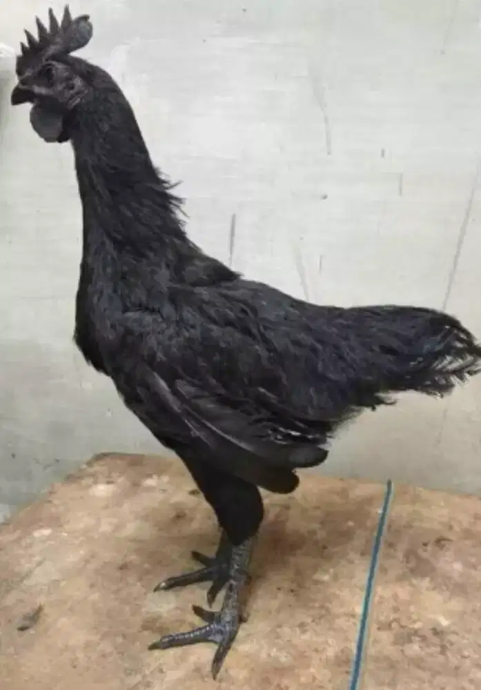 Di jual cepat ayam jago cemani usia 5 bulan lidah abu2