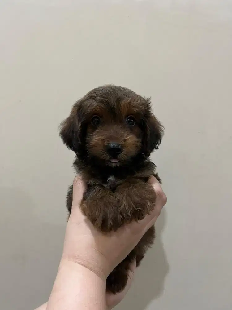 Red Toy Poodle Jantan