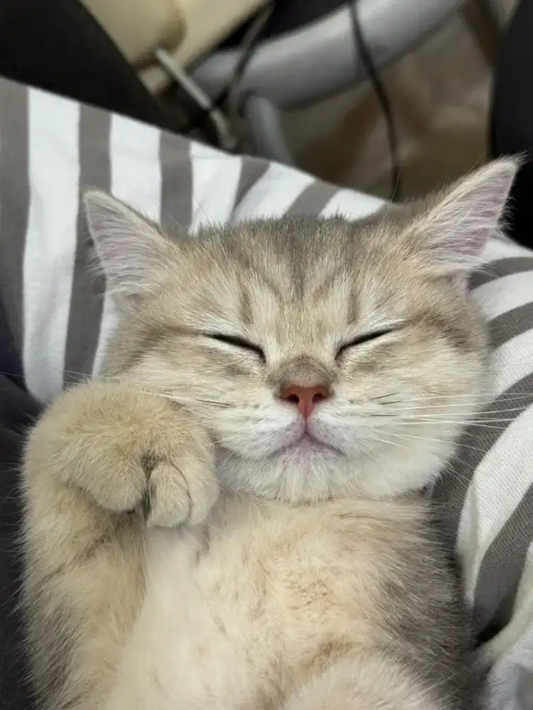 BSH Golden Blue Jantan