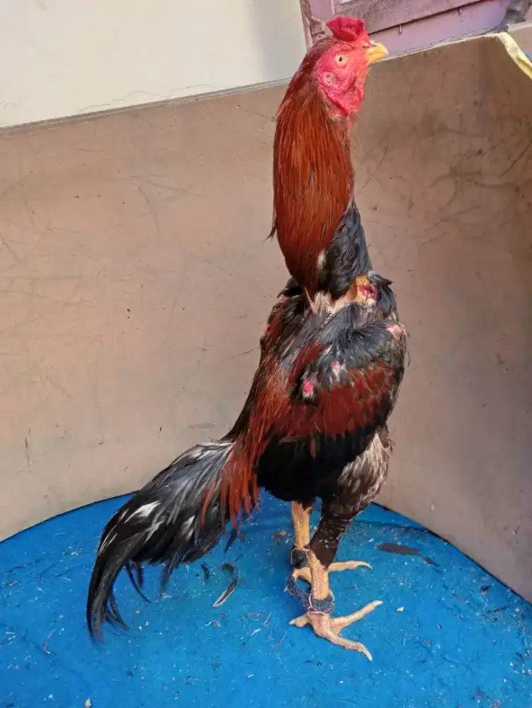 Ayam bangkok klasik pukul mati tadi tes abar
