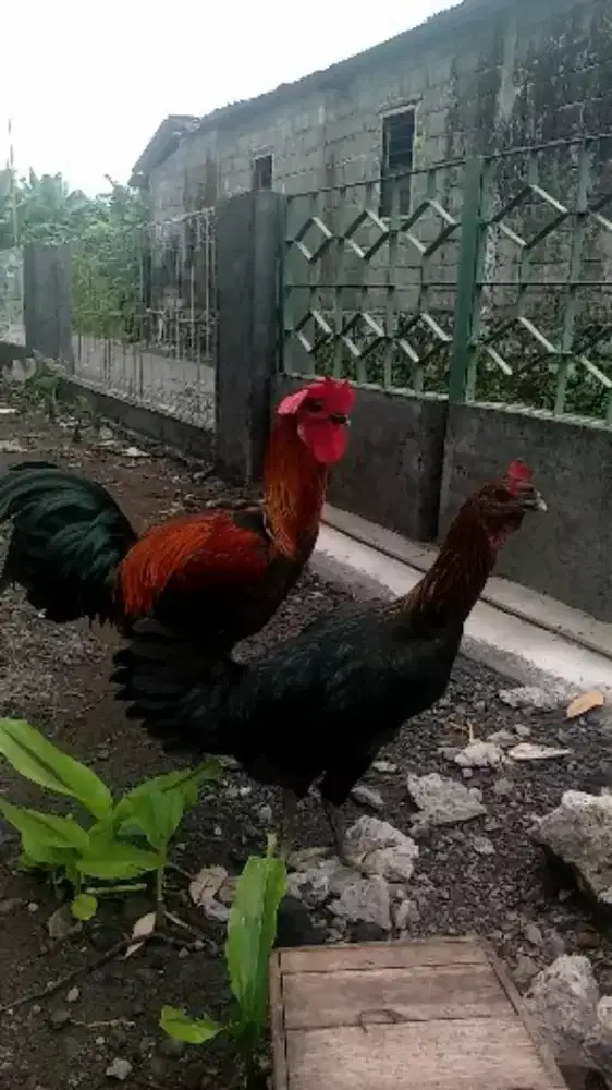 Jual borongan ayam pelung dewasa dan anakan  sejumlah 13 ekor