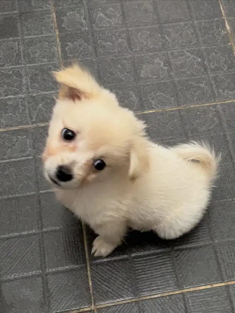 anak anjing pomchi betina 3 bulan Bandung KBP Padalarang