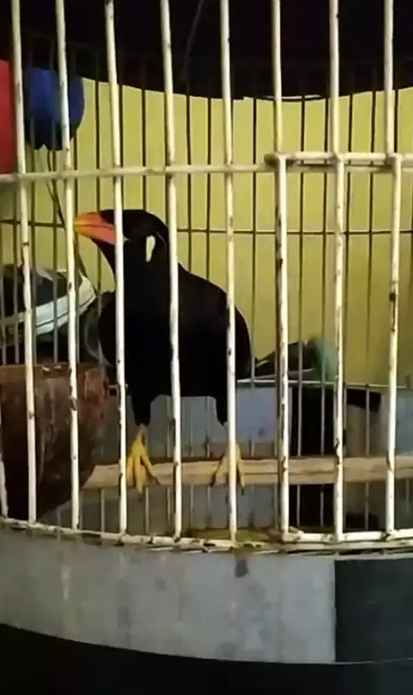 Di jual cepat burung hias pinter gomong 20 kata sepontan rajin