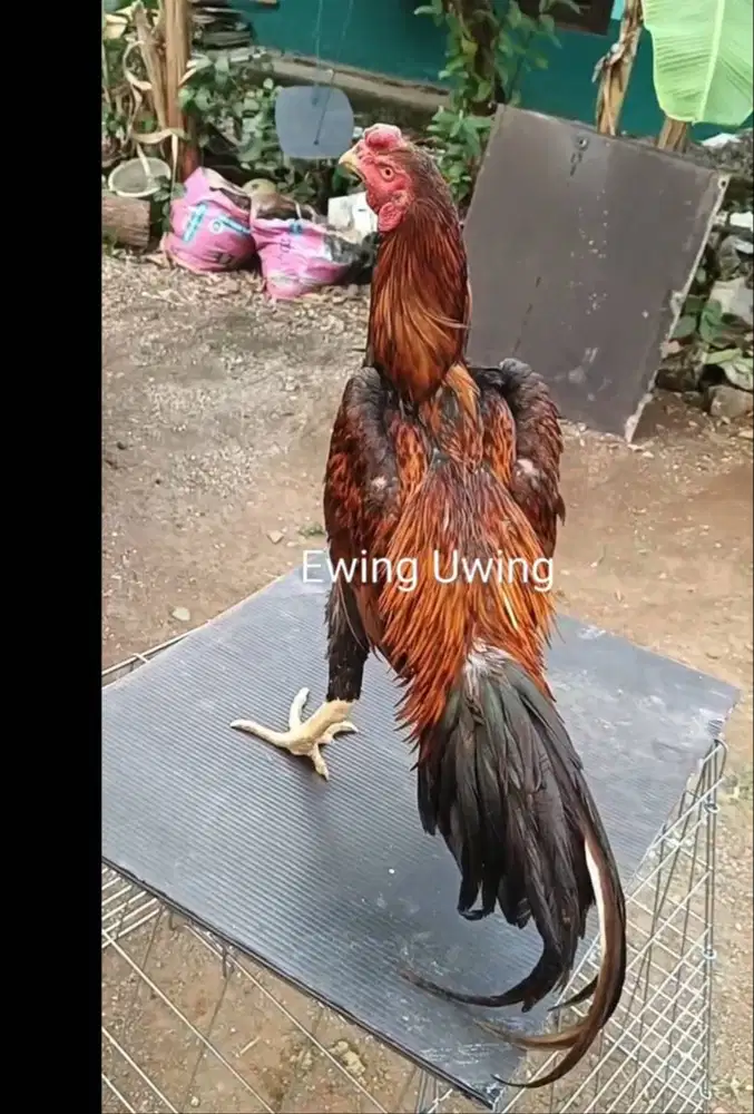 Ayam Bangkok Edisi SHAMO JEPANG