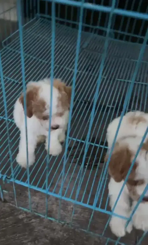 Party poodle super tiny