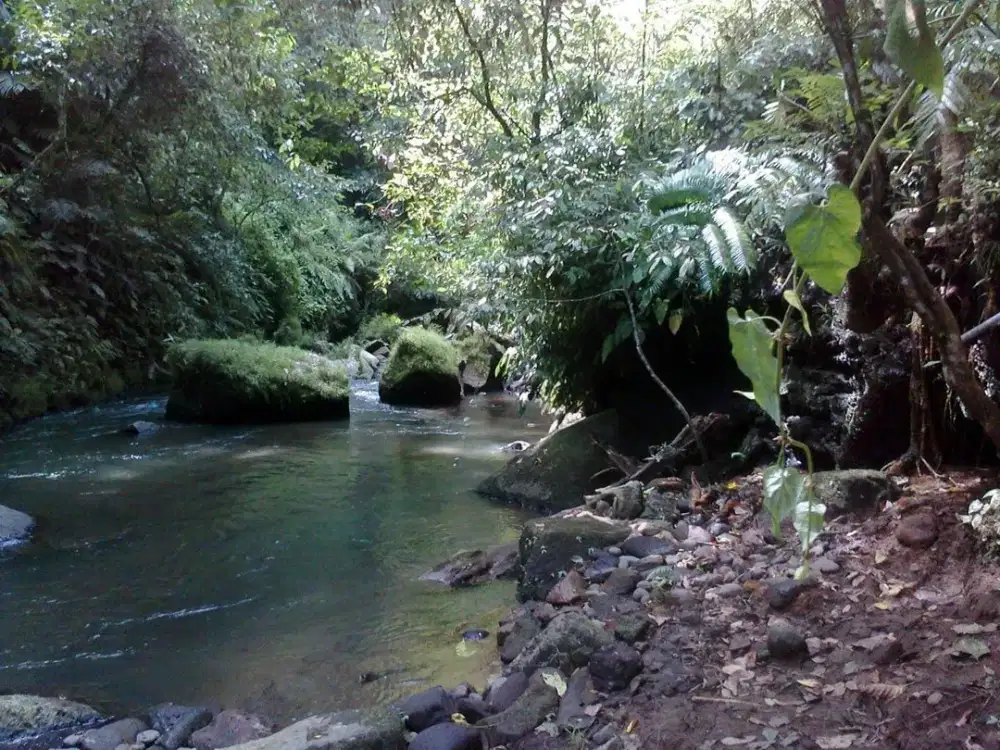 Tanah Kavling Carangsari Desa Banjar Bedauh Badung Bali