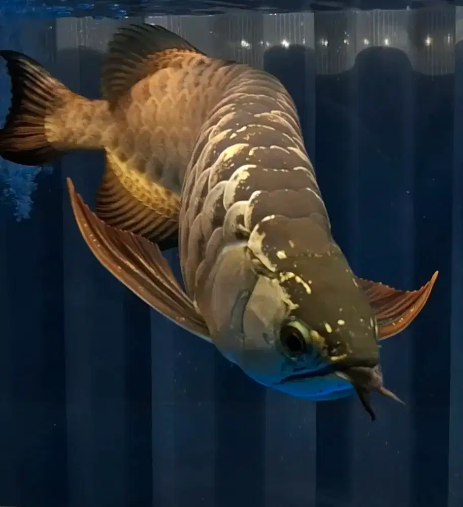 Arowana crosback