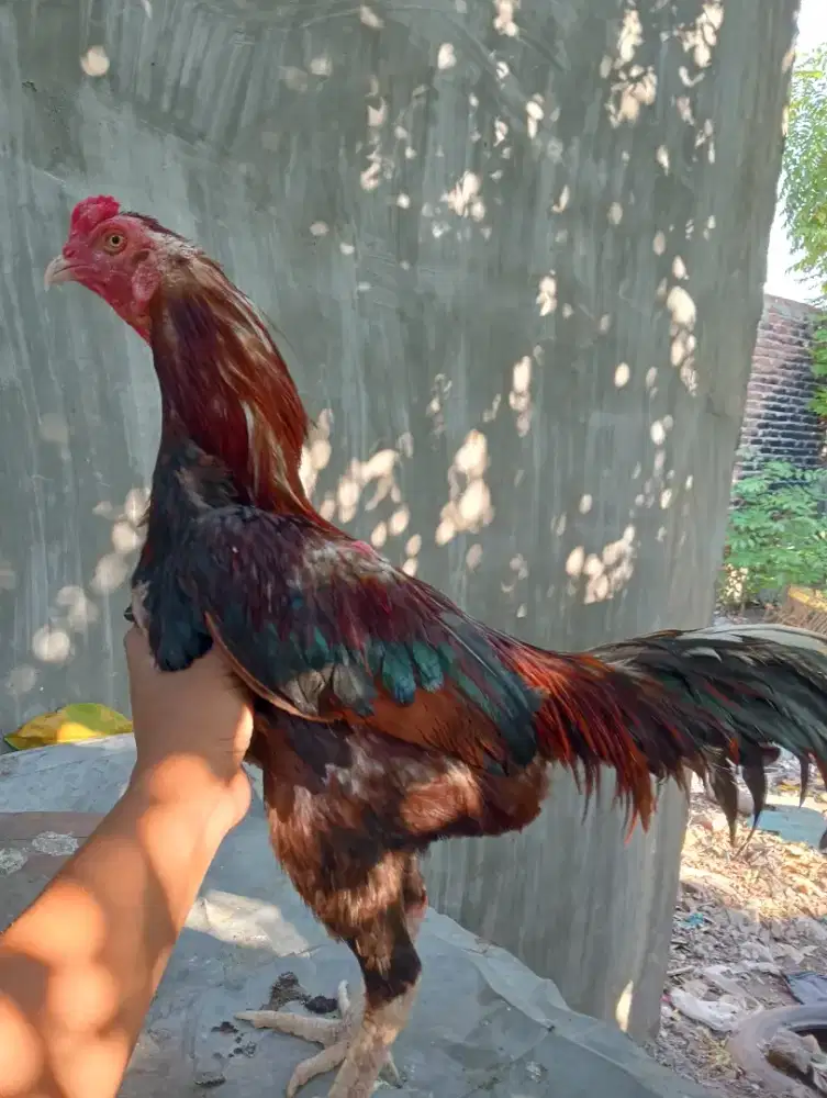 Ayam bangkok 1 pasang