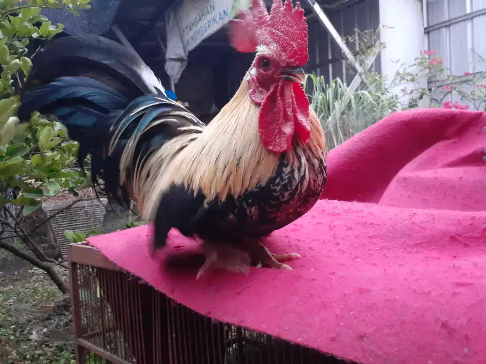 ayam kate ceper