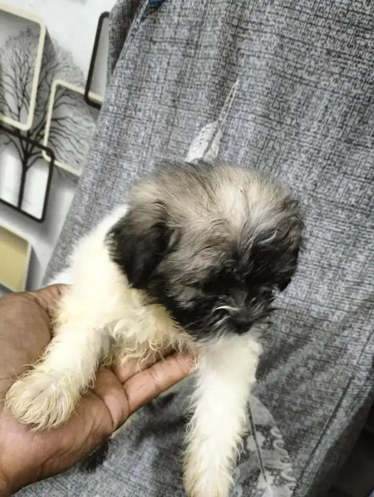 Anak Anjing Shih-Tzu umur 3 bulan