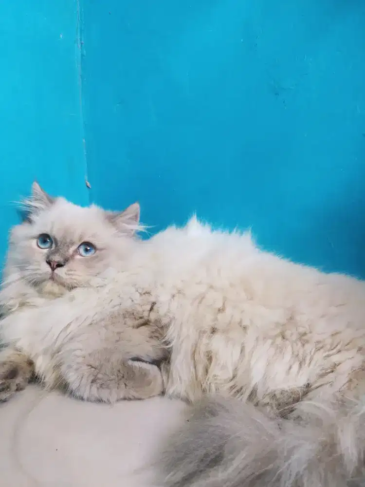 Kucing kitten himalaya jantan bigbon