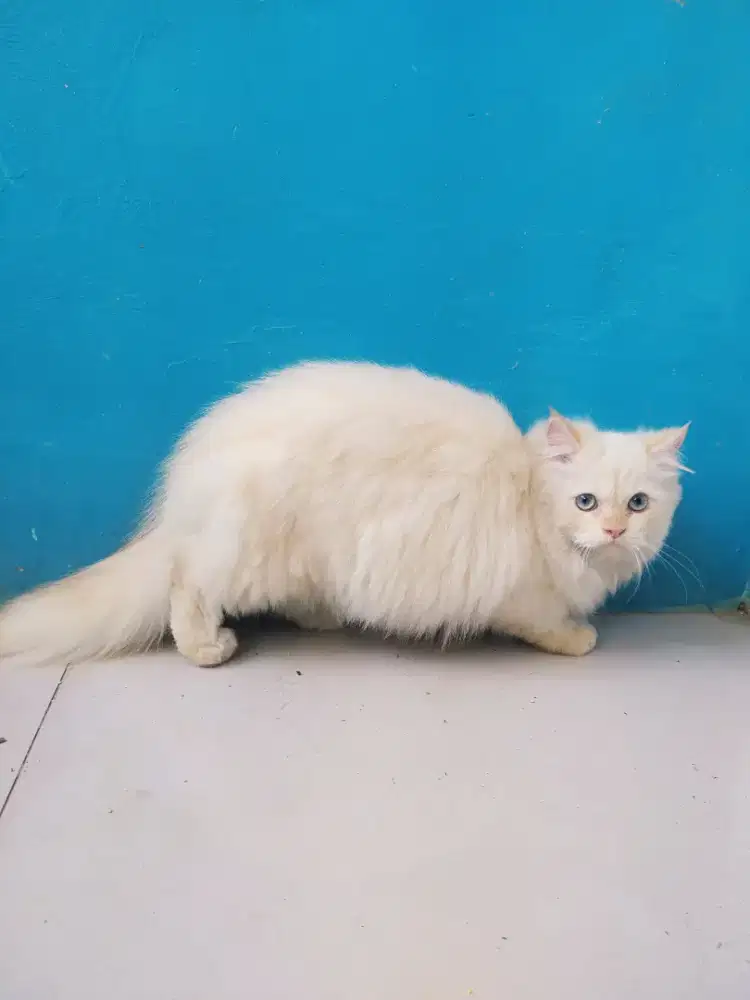 Kucing kitten himalaya redpoint Jantan
