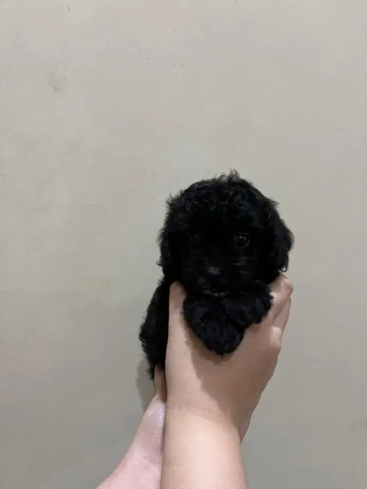 Black Tiny Poodle