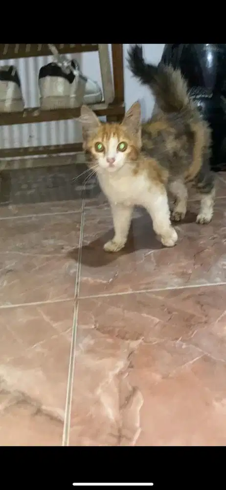 Kitten persmed calico betina