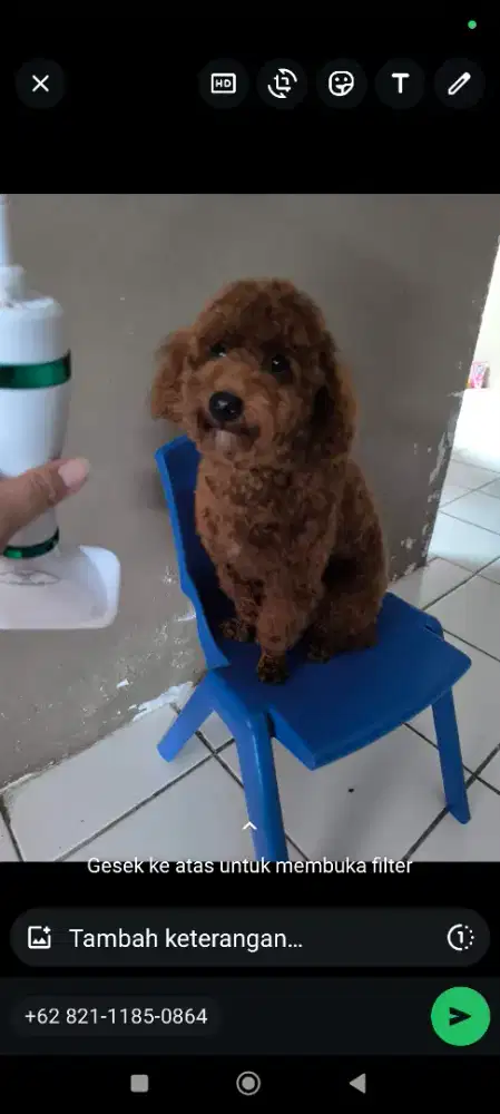 Red toy poodle jantan