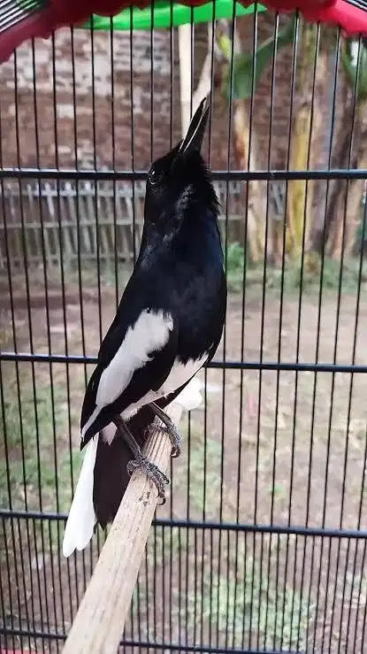 Cari kacer rawatan atau bahan