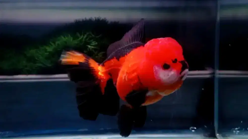Ikan oranda rosetail lumayan jumbo