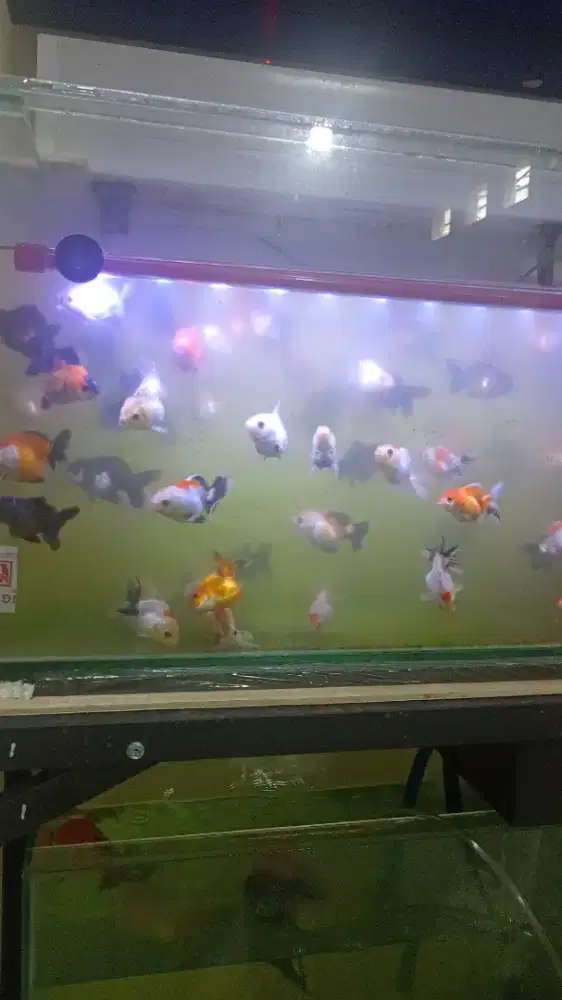 Ikan mas koki Oranda size 6-8cm