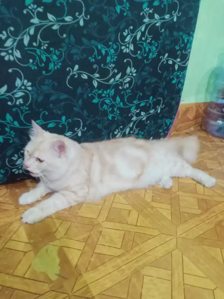 Lepas adop kucing persia Silangan main coon..