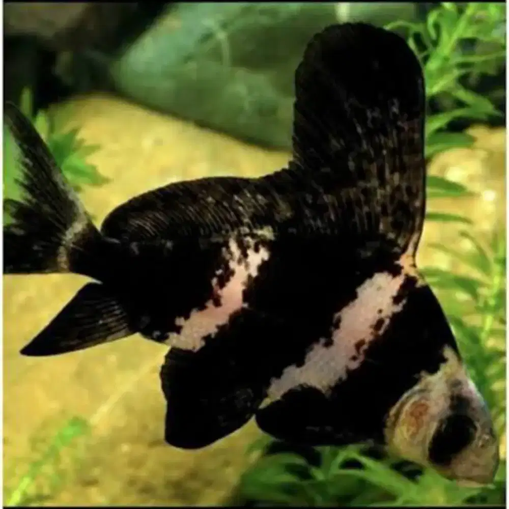 Ikan CHF / Chinese high fin full pelet