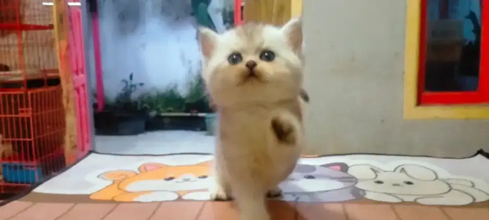 Betina scottish fold, britisothair(bsh), kucing persia