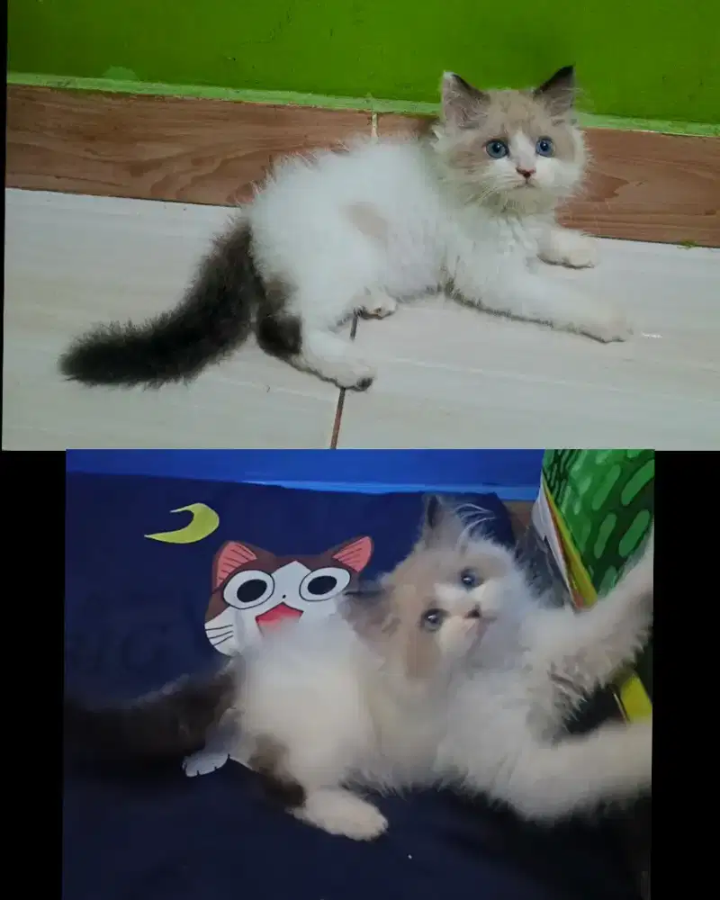 Kucing ragdoll kitten