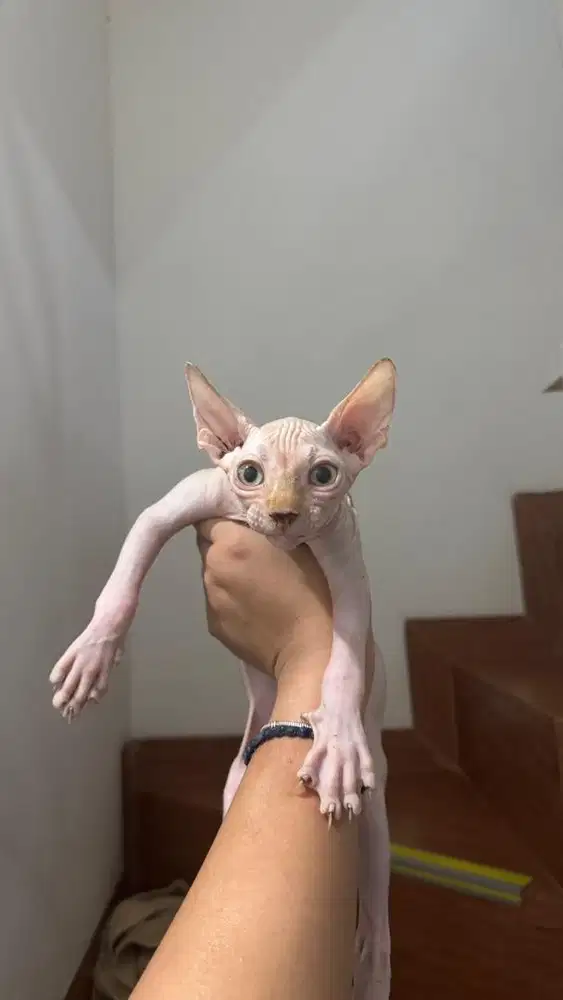 Kitten Sphynx jantan 3