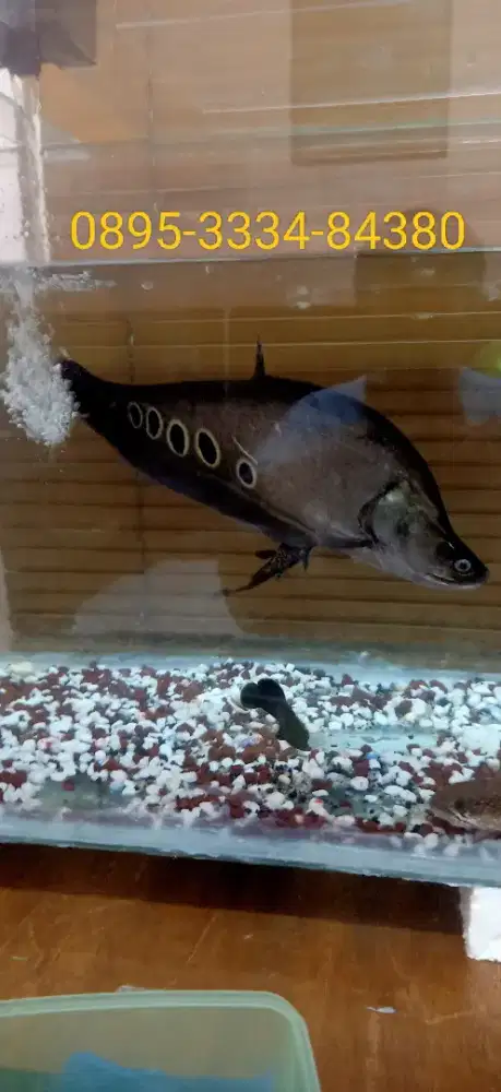 Ikan aize 36 cm