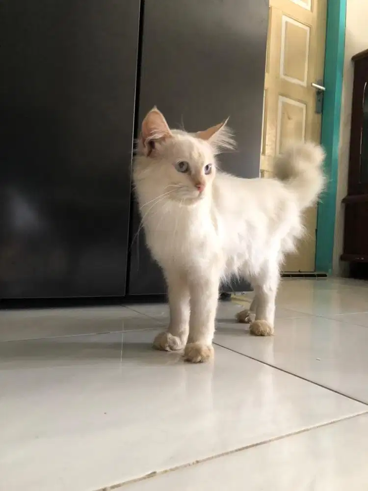 Kucing persia putih