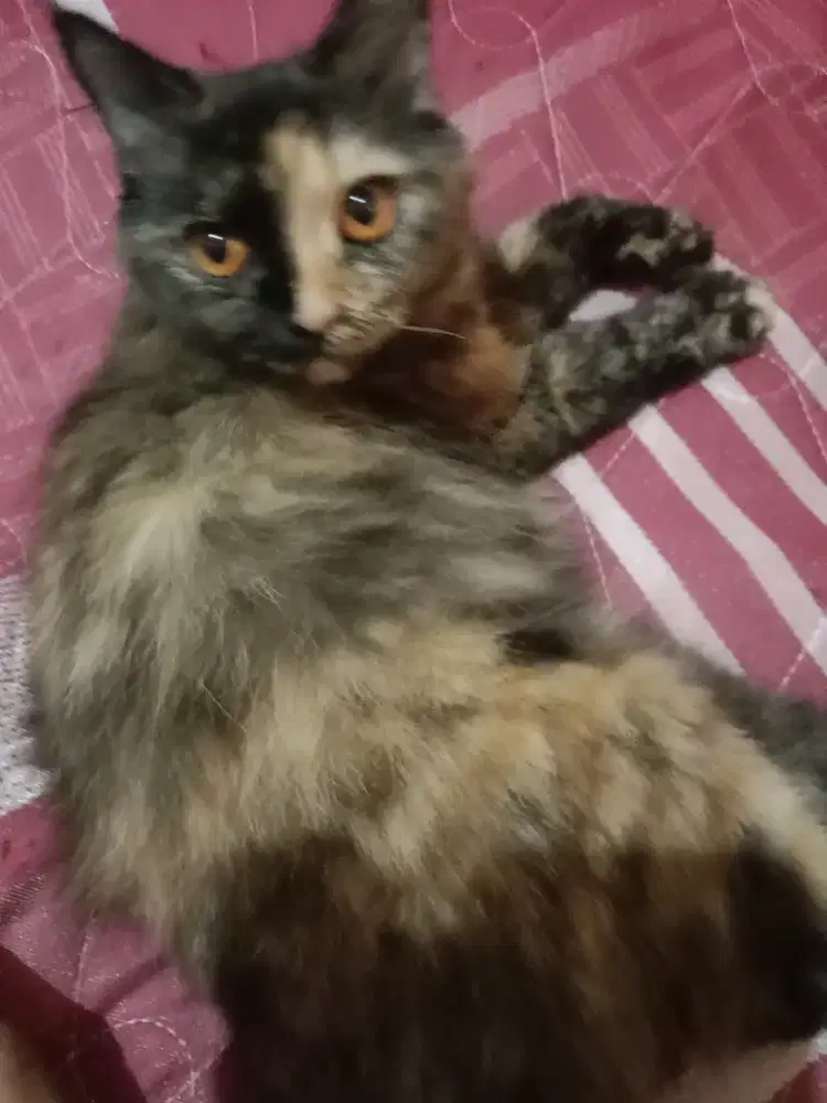 kucing  betina indukan persia