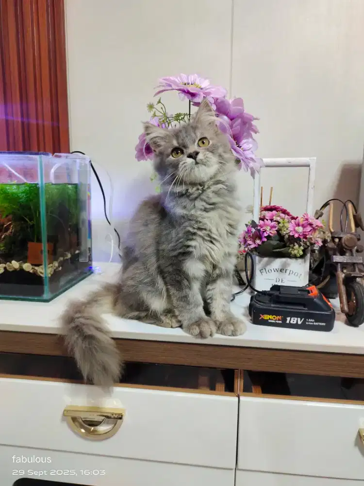 persia jantan 4 bulan