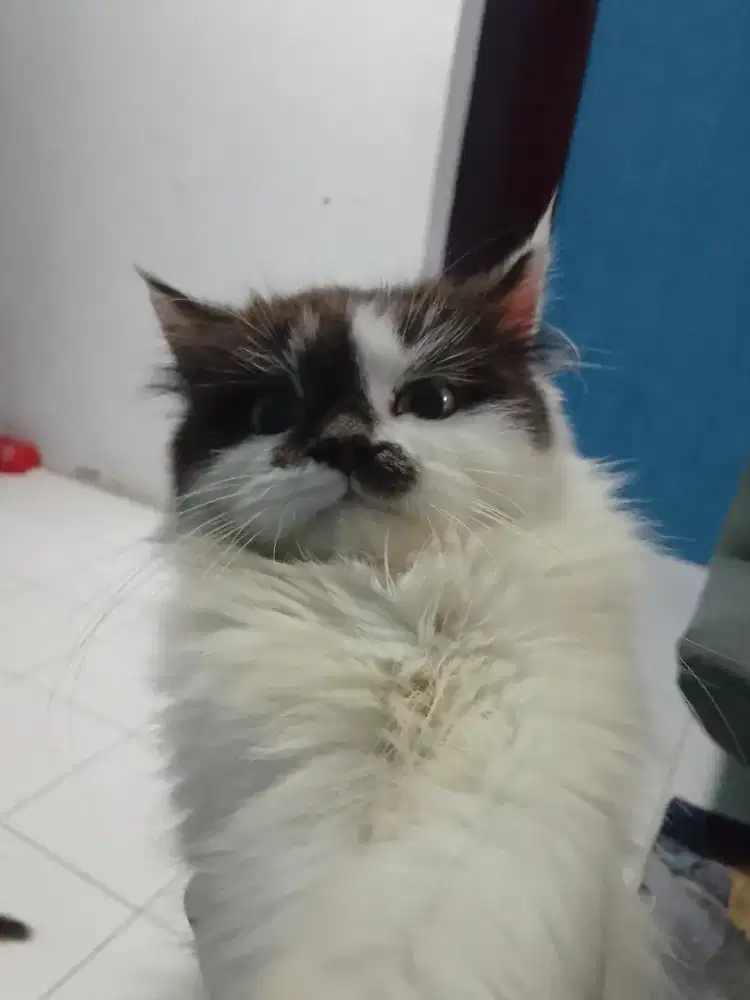 Scottish straight jantan 6bulan