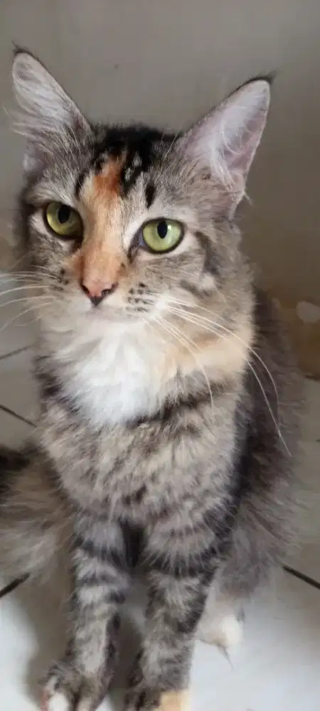 KUCING FEMUK FEMALE GEMUK