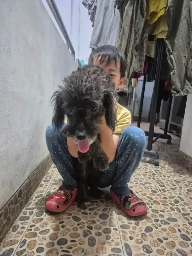 Anjing 1 tahun lucu dan baik hati