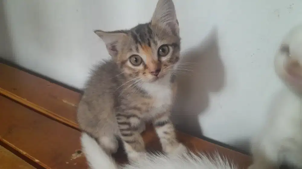 Anak kucing mixdome persia medium