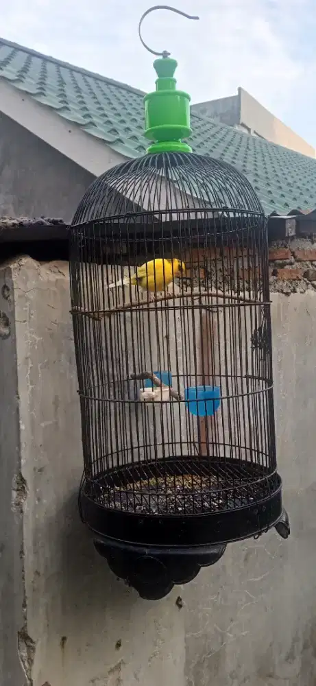 Kenari kuning gacoran