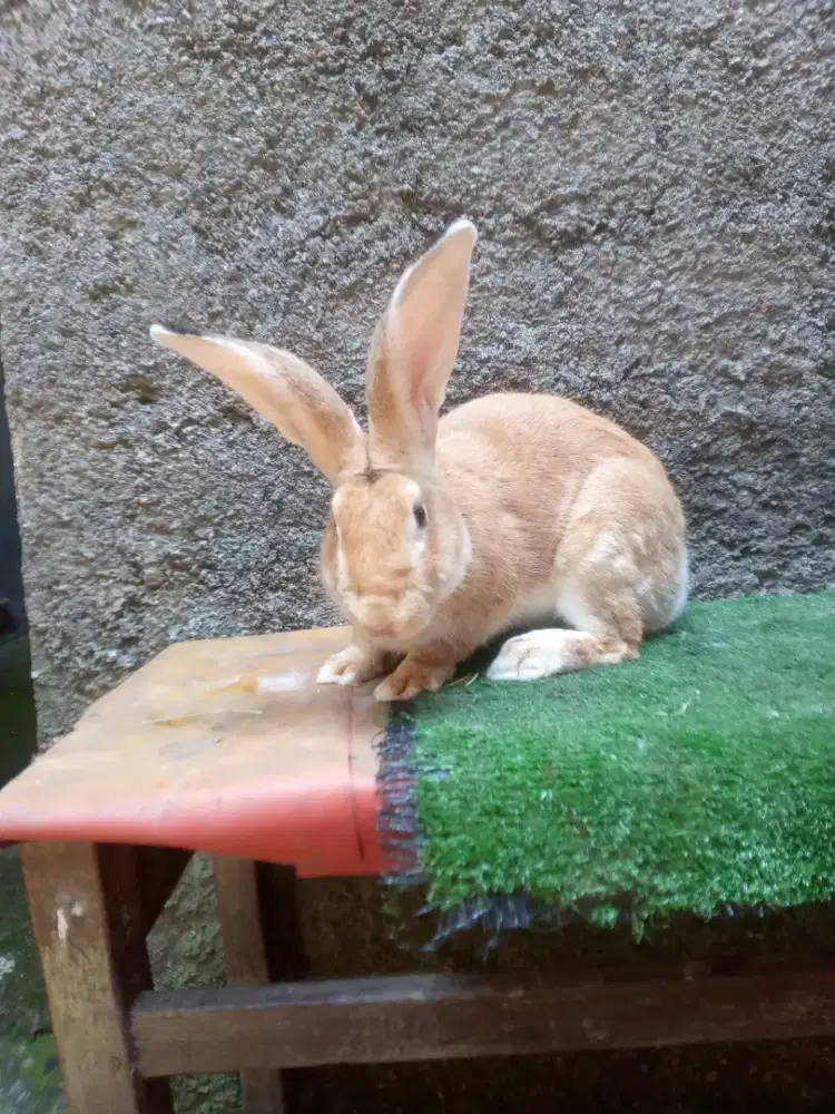 Kelinci Flemish Giant jantan